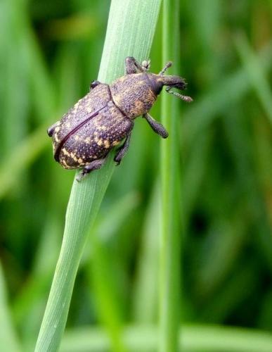 Hylobius abietis
