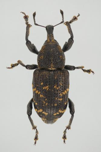 Hylobius abietis