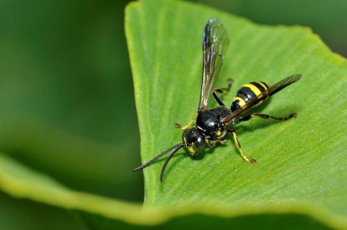 Réf. 94 139 : Gorytes sp.