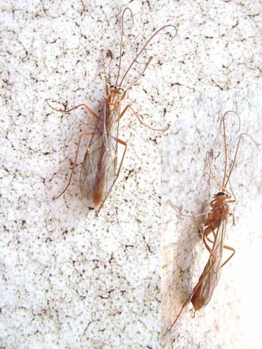 Réf. 94 684 : Ophion obscuratus