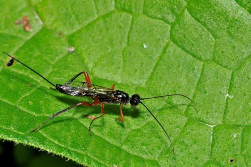 Réf. 94 266 : Helconinae inconnu