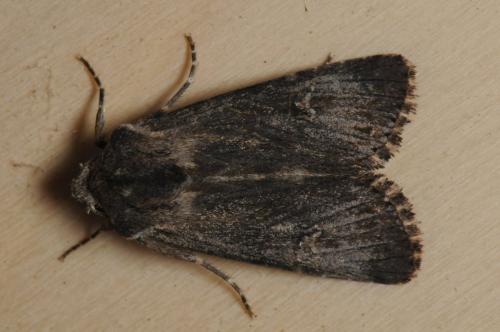 Aporophyla australis