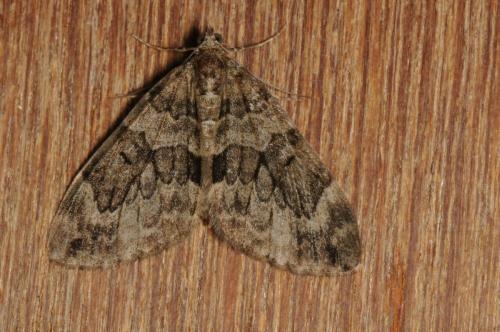 Réf. 94 859 : Thera sp.