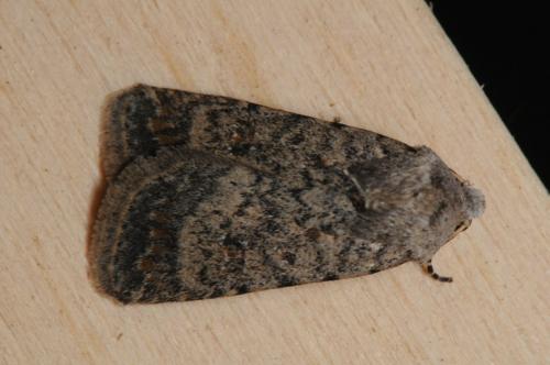 Réf. 94 946 : Caradrina clavipalpis