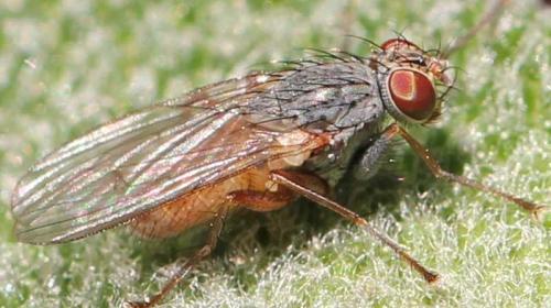 Réf. 94 836 : Lispocephala brachialis