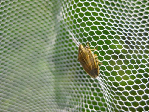 Aelia acuminata