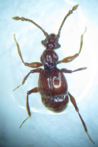 Batrisodes oculatus
