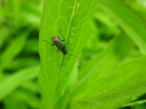 Malachius sp.