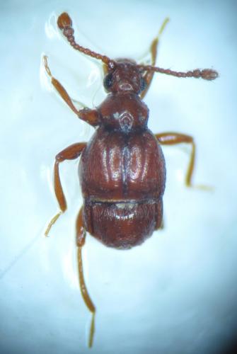 Brachygluta sp.