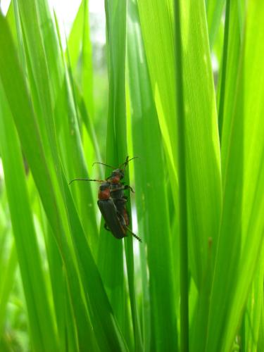 Cantharis fusca