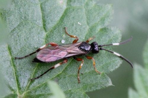 Réf. 94 495 : Cratichneumon sp.