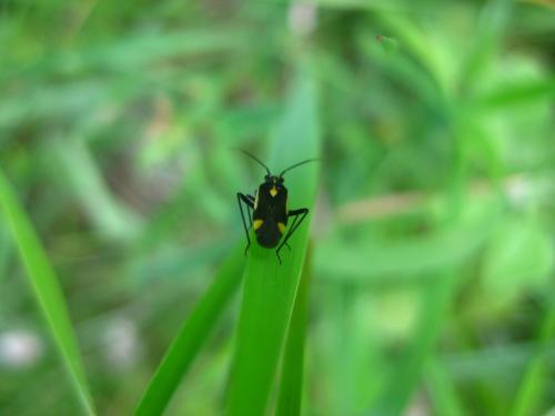 Capsodes sp.