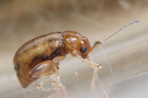 Longitarsus sp.