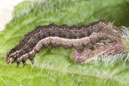 Macdunnoughia confusa