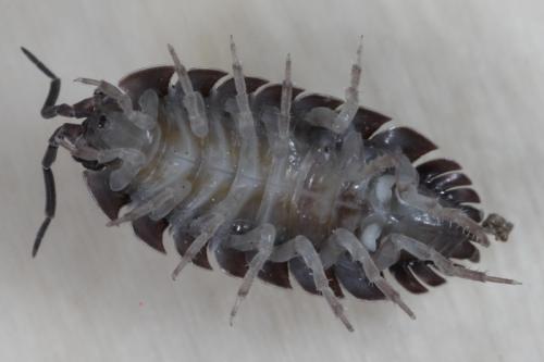 Porcellio scaber