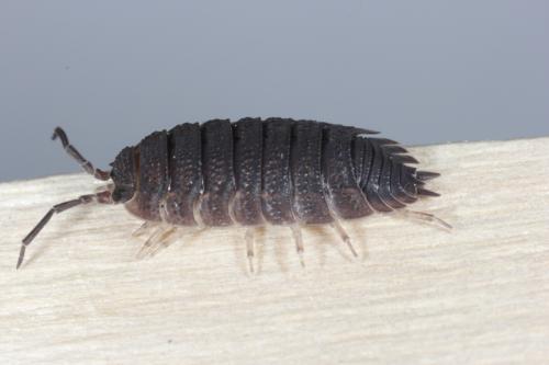 Porcellio scaber