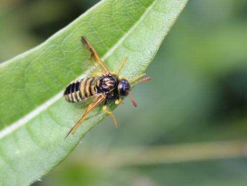 Abia nitens