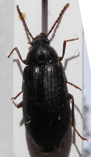 Hymenorus doublieri