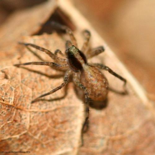 Pardosa sp.