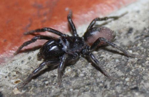 Atypus sp.