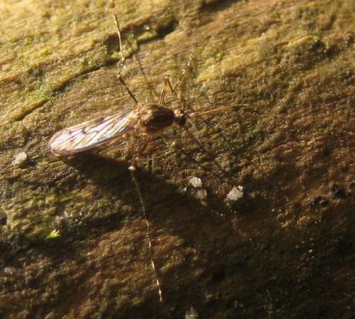 Réf. 94 497 : Culiseta annulata