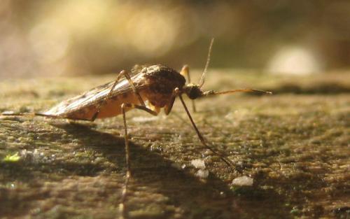 Réf. 94 499 : Culiseta annulata
