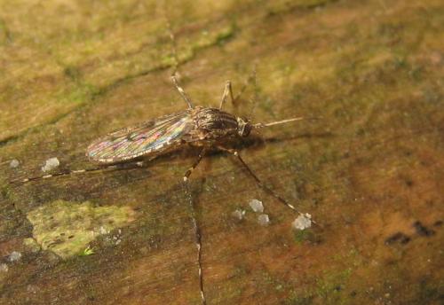 Réf. 94 500 : Culiseta annulata