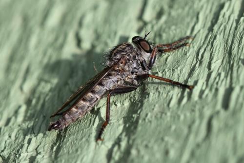 Réf. 94 282 : Tolmerus sp.