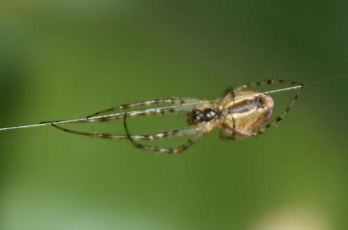 Metellina sp.