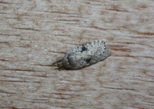 Réf. 94 754 : Agonopterix arenella