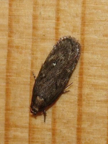 Réf. 94 785 : Depressaria albipunctella