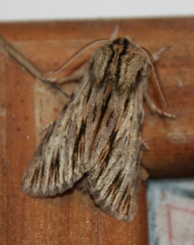 Réf. 94 753 : Asteroscopus sphinx