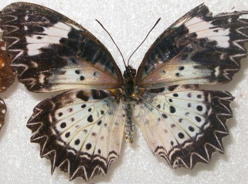 Réf. 94 728 : Cethosia cyane