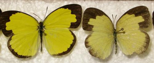Réf. 94 699 : Eurema sp.