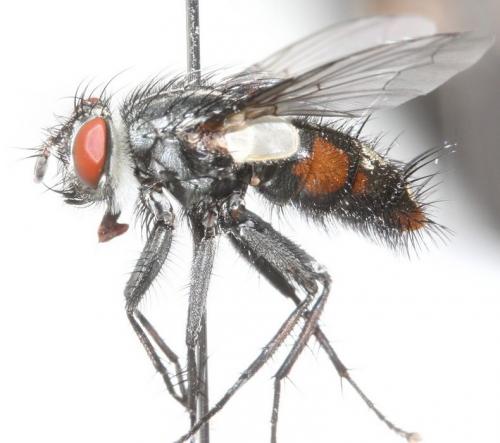 Gaedia connexa