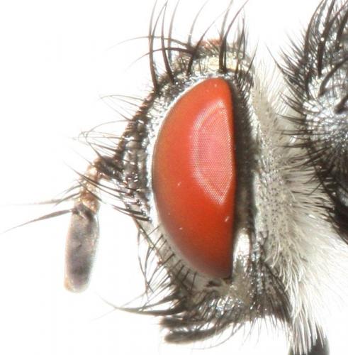 Réf. 94 031 : Gaedia connexa