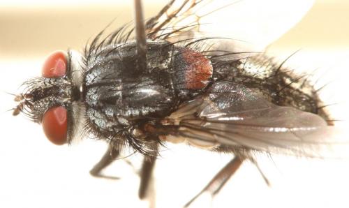 Réf. 94 030 : Gaedia connexa