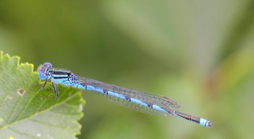 Erythromma lindenii