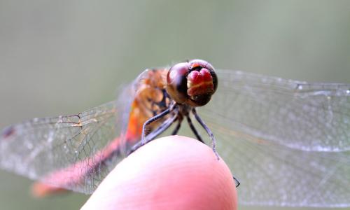 Sympetrum sanguineum