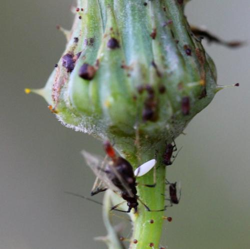 Réf. 94 192 : Scaeva pyrastri