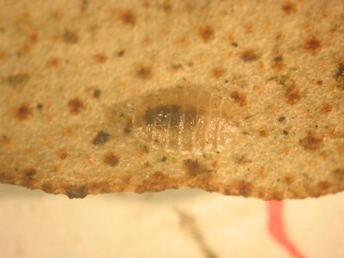 Lonchoptera sp.