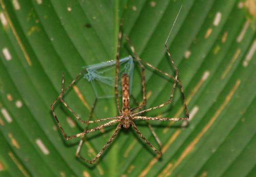 Deinopis sp.