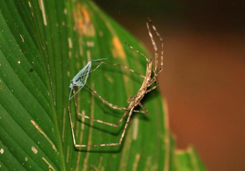 Deinopis sp.