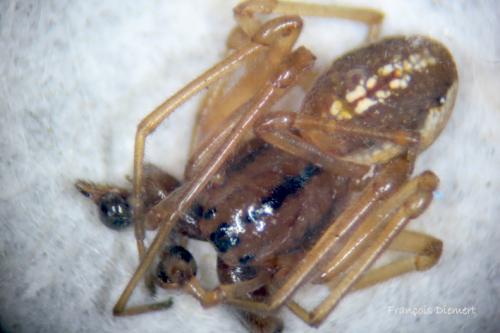 Réf. 94 812 : Pachygnatha clercki