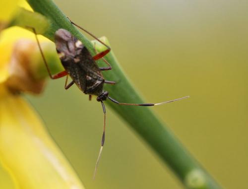 Closterotomus biclavatus