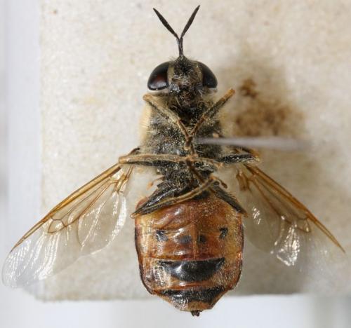 Stratiomys cenisia