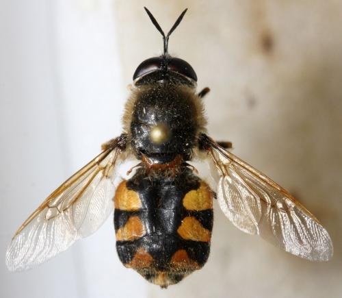 Stratiomys cenisia