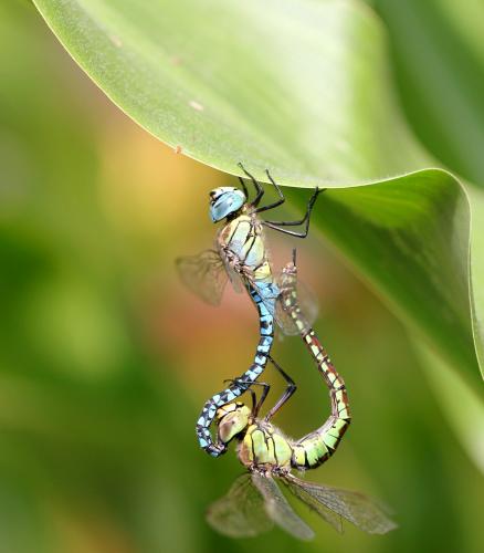 Aeshna affinis
