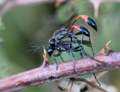 Ammophila sabulosa