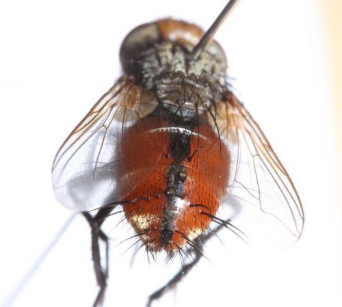Gonia vacua